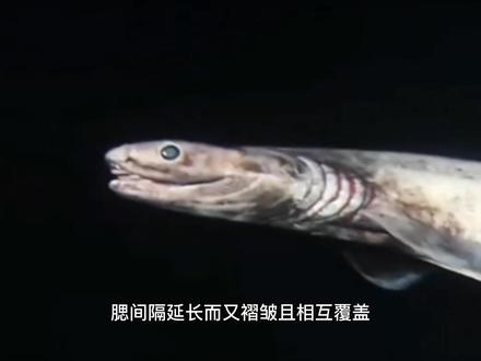 盘点六种深海怪物 #带你看世界