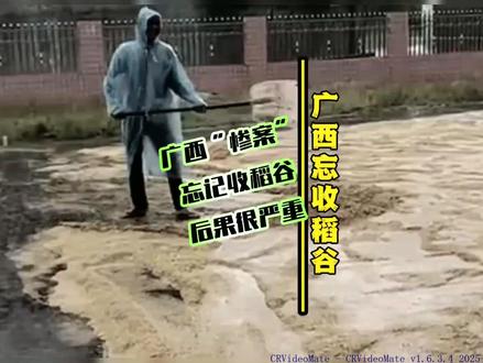 在广西忘记收稻谷!后果有多严重!!?