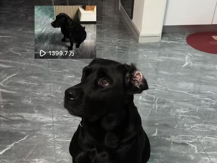 #这黑色拉布拉多到底谁的 承蒙大家厚爱,让憨憨以特效的方式出现在大家面前😂