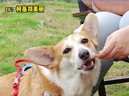 有没有人说说自己在#成都 遇到过的狗狗啊!#狗狗 #宠物友好