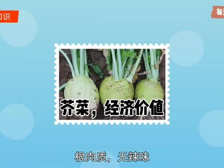 #科普#根用芥菜 :十字花科芸苔属二年生草本植物