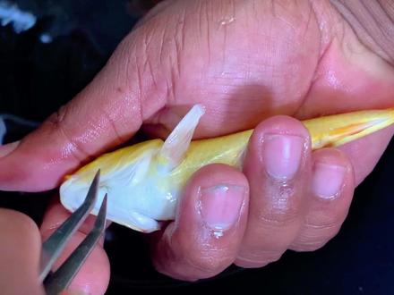 锦鲤出现锚头鳋请参考这个视频!锦鲤患锚头鳋的症状和治疗方法 #锦鲤锚头鳋 #锦鲤鱼病防治 #锦鲤寄生虫感染