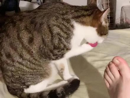 猫咪为什么喜欢闻你的臭脚丫子?知道真相的我眼泪掉下来~#萌宠出道计划 #猫咪的迷惑行为 #猫咪冷知识