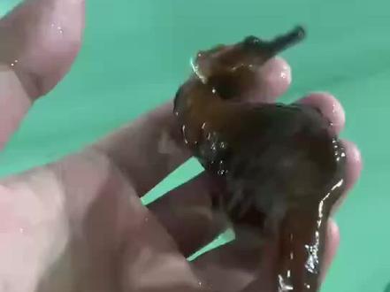 海马的养殖条件:海水或则盐水温度26-28°C,盐度1.025左右,水流缓,水质好
海马主要吃冰冻糠虾