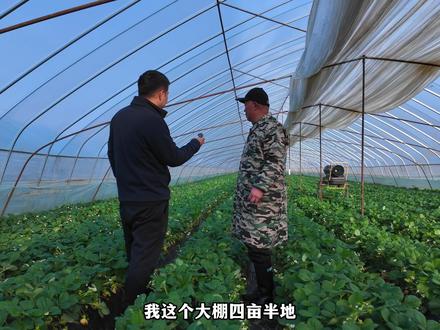 北方冷棚种植草莓,不盖棉被,可以安全越冬的秘诀在这里!#虹丰超保温膜 #大棚膜 #大棚膜生产厂家 #草莓