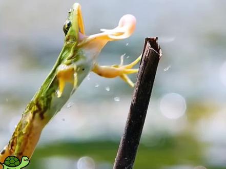 青蛙也是捕食能手 #动物世界 #神奇动物在抖音