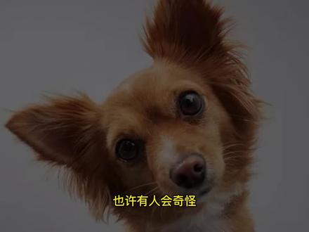 狼是怎么变成狗的|一个试验揭秘由狼到狗的驯化史 #狗狗 #狼 #忠犬 #萌宠 #宠物 #动物