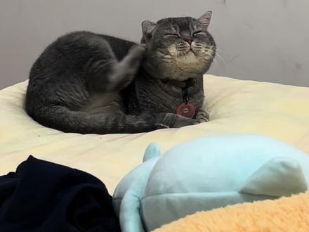 #福瑞#猫咪 ai提示呢?