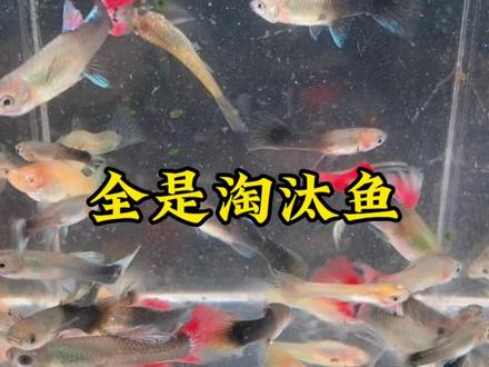 #观赏鱼 全是不要的淘汰鱼#养鱼日志 #小鱼日记 #孔雀鱼 #水族 @DOU+小助手