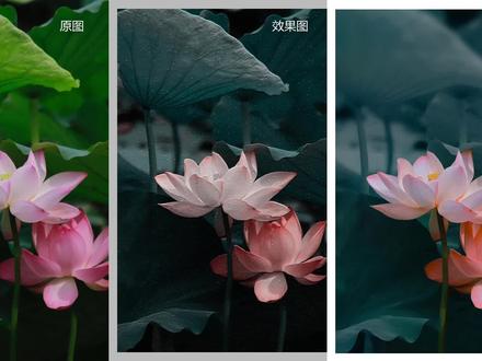 PS唯美荷花系列#PS调色#摄影后期调色教程#ps修图 #摄影后期调色教程 #ACR调色教程