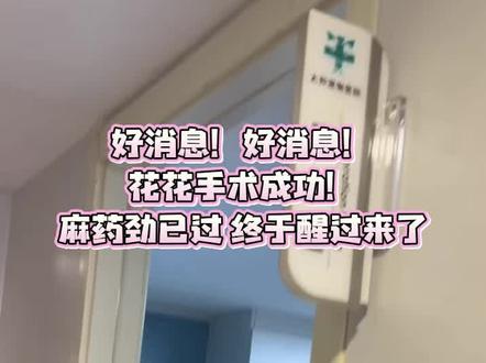 好消息好消息!!👏花花手术成功!🥁现在麻药劲过去,已经醒过来啦!🥺终于放心了!!🙏感谢君姐@君军 和诺儿姐@诺儿💭 提供视频#狗狗 #实战猎犬 #西北刀客黄白花 #西北刀客 #随拍 @西北刀客-公益护农 @西北刀客-机油手 @西北刀客-吴队 @西北刀客-徐晒晒 @西北刀客摄影-李