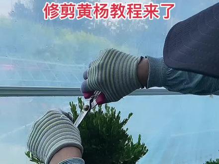 修剪黄杨教程来啦!#dou上热门➭ #盆景人的生活 #