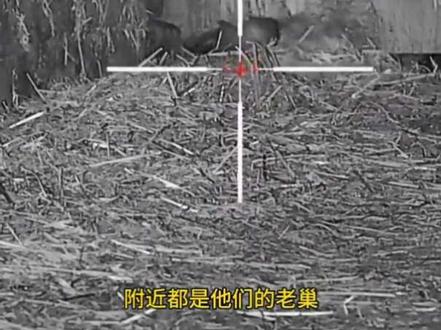 丧彪继续带着夜视仪玩杰瑞消消乐,一狙一个不吱声 #动物世界 #国外合法狩猎 #神奇动物在抖音
