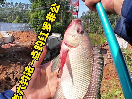 老六钓法 点钓红罗非公鱼窝 #钓鱼技巧 #拖钓罗非鱼 #户外钓鱼 #真实户外#原来钓鱼才是抖音运动顶流