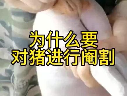为什么要对猪进行阉割,你知道吗#科学养殖 #养猪人 #猪价 @抖音小助手