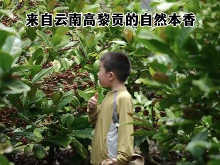 来了云南保山,才知道我们国家竟然有这么大片咖啡种植区#世界之最科学漫游指南#咖啡 #科普 #植物 #猫屎咖啡