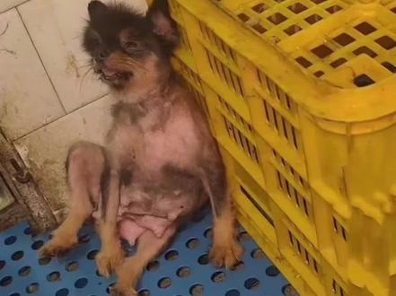 江门繁殖犬包包事件令人心痛,希望更多的人领养代替购买,拯救更多的无辜小生命#流浪狗救助 #拒绝弃养 #救助流浪狗 #领养代替购买