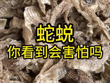 野外看见蛇蜕别害怕,拿回家还能卖个好价钱#蛇蜕