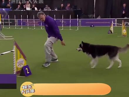 哈士奇:兄弟你这样显得我很傻诶?#搞笑 #哈士奇 #边牧