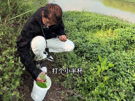 重草区 资源丰富 大板连杆#钓鱼 #钓鱼封神榜 #钓鱼那些事 #野钓随时有惊喜