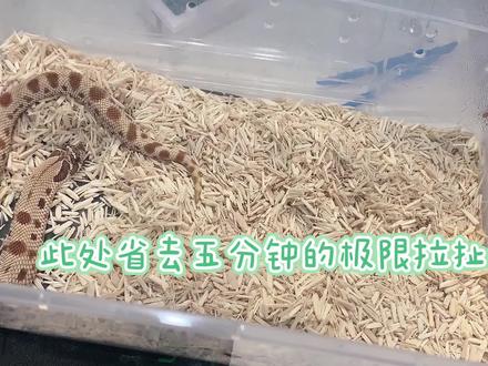 骗挑食小猪鼻蛇吃饭
猪鼻蛇真的太容易据食了,大家可以试试提高饲养温度和诱导喂食
#爬宠 #宠物蛇 #异宠 #猪鼻蛇 #猪鼻蛇开食