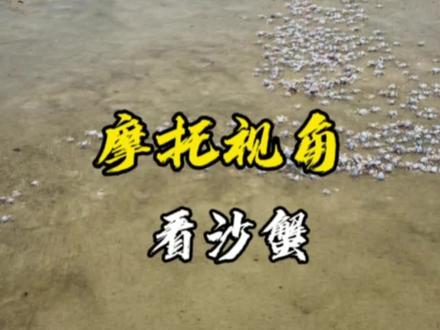 前些年交通不便,菜市场卖十块钱二十只左右!~摩托视角看沙蟹