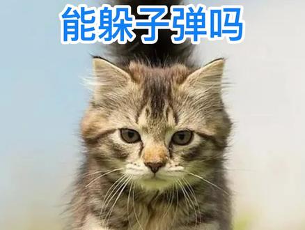 猫的反应速度能躲子弹#猫的速度 #猫咪 #宠物知识