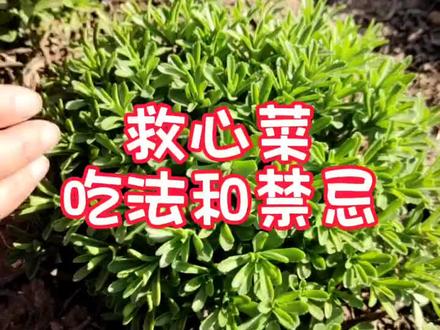 养心菜高钙营养价值高,夏天也可以驱蚊虫#种植小技巧 #记录我的种植生活 #养心菜