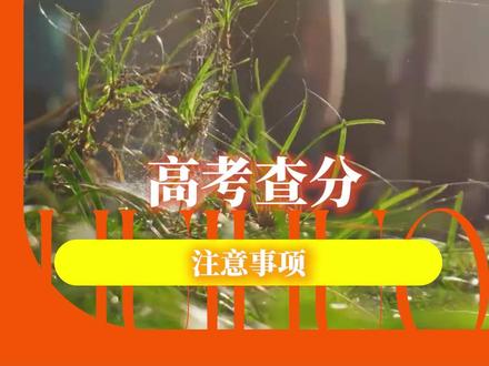 高考查分这些注意事项千万不能错过#高考 #查分 #高考加油