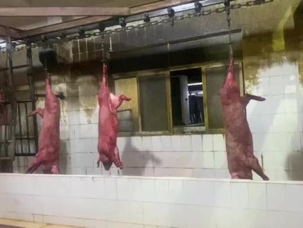生猪屠宰全流程,专业操作请勿模仿!