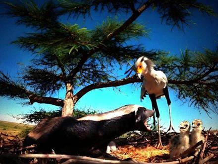 蜜獾风云:母爱激战入侵者,复仇却遭空袭羞辱! #神奇动物在抖音#动物世界 #平头哥 #蜜獾 #万物皆有灵性