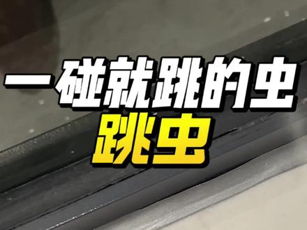 一碰就跳的小虫跳虫 南方地区长期受到湿度的影响,常常出现一群体型微小、一碰就原地蹦跳的小虫,它就是跳虫,跳虫在室内常会出现在床上,墙角、地面、浴室缝隙里,南方高湿度气候、回南天、梅雨季,完美适宜跳虫的生存跟繁殖,在恒温高湿环境下,跳虫几天就能繁殖成密密麻麻一片,跳虫依赖霉菌生存,爬过的区域会留下霉菌是强过敏原,皮肤接触引发过敏不适,想要消灭跳虫,降湿度、除霉菌、清腐殖物,搭配杀虫剂辅助消杀,药剂只需喷洒在跳虫出现跟躲藏的区域,跳虫接触药剂就会死亡,这款是无色无味的,家庭使用更安心#跳虫 #烟灰虫 #跳虫杀虫剂 #跳虫防治 #跳虫怎么消灭