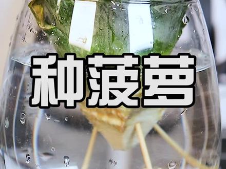 用水种菠萝!?#测评 #涨知识