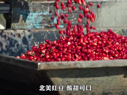 蔓越莓的现代化种植和加工过程 #科普一下
