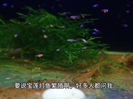 #宝莲灯鱼繁殖#宝莲灯鱼苗 #巴西宝莲灯鱼