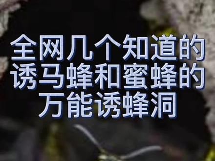 #蜜蜂 #蜜蜂养殖 #诱蜂 #养蜂技术分享 #虎头蜂 #马蜂 很多人都知道诱蜂洞可以用来诱蜜蜂,但是百分99%的人不知道诱蜂洞也可以用来诱马蜂