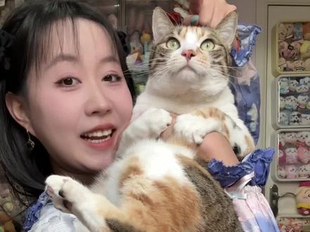 数了数了!三只小猫加起来19道坎! 慎重数啊,数的我手指头凑凑的~#彩狸 #金渐层 #布偶猫 #吸猫