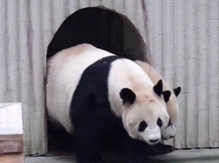 给好奇果都是放嘴边或手里,又不停给三妹扔果,直到母女差不多同时吃完。哈哈啾啾奶爸这是怕三宝先闲下会抢妈妈的果吗#大熊猫奇三妹#大熊猫好奇#啾啾奶爸