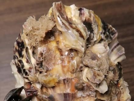 还能吃吗?
当然能吃了!
壳上的附着物一般不影响生蚝的肥度啊
看这个生蚝壳上一堆的小生蚝
里面的肉还是特别肥
壳子里都长满了
而且这个生蚝还是在池子里捞出来放了两天的(要拍视频拿出来了结果一直没抽出空拍)
这个季节噂的最适合吃生蚝了#生蚝 #抖音美食推荐官 #海鲜原产地