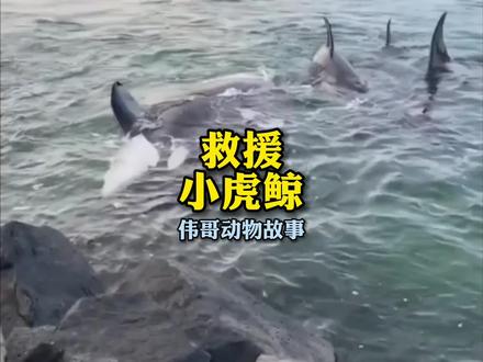 小虎鲸搁浅受伤,近一周的紧急治疗能成功吗?#万物皆有灵性 #萌宠 #爱它行动季