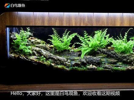 看造景师如何将春天的小溪锁在水族箱中,86cm中型浅缸的水陆造景