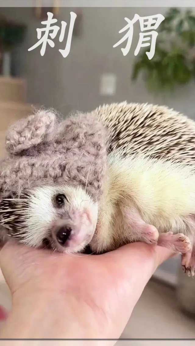 小刺猬视频资源网站_小刺猬电影公众号 小刺猬视频资源网站_小刺猬电影公众号