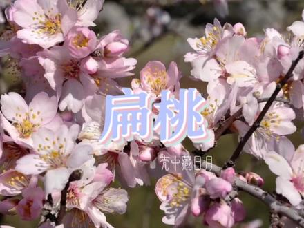 扁桃:一仁知古今#植物#植物介绍