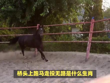 桥头上跑马走投无路是什么生肖 #内容启发搜索