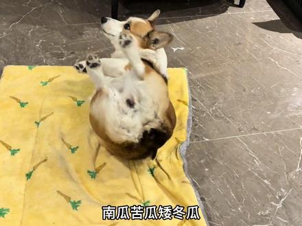 粉丝要求什么我就怕什么之唱矮冬瓜 #柯基 #边牧 #狗狗的心思都写在脸上了