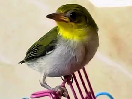 养鸟日常 #绣眼鸟 #暗绿绣眼鸟 #绣眼鸟食