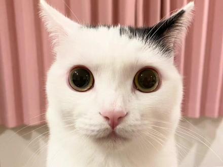 圣火喵喵教~ 集结令下!#黑道老大重生之我是小猫咪 #社会猫 #猫咪表情包 #10斤的猫9斤的反骨