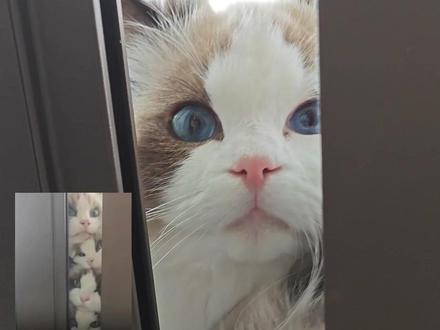 猫咪叠叠乐原视频来了🥰#萌宠出道计划 #布偶猫 #可爱到爆炸💥 #猫咪的迷惑行为 #谁能拒绝傻憨憨的小猫咪
