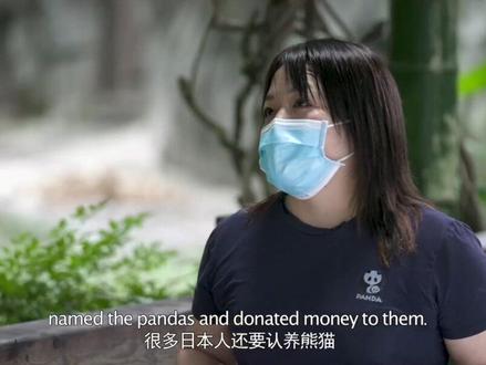 大熊猫在日本有多受欢迎?#日本人在中国养熊猫 #日本舍不得大熊猫回中国