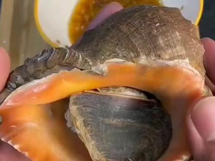 海螺正确的清理方法应该是这样的! #海螺 #海鲜